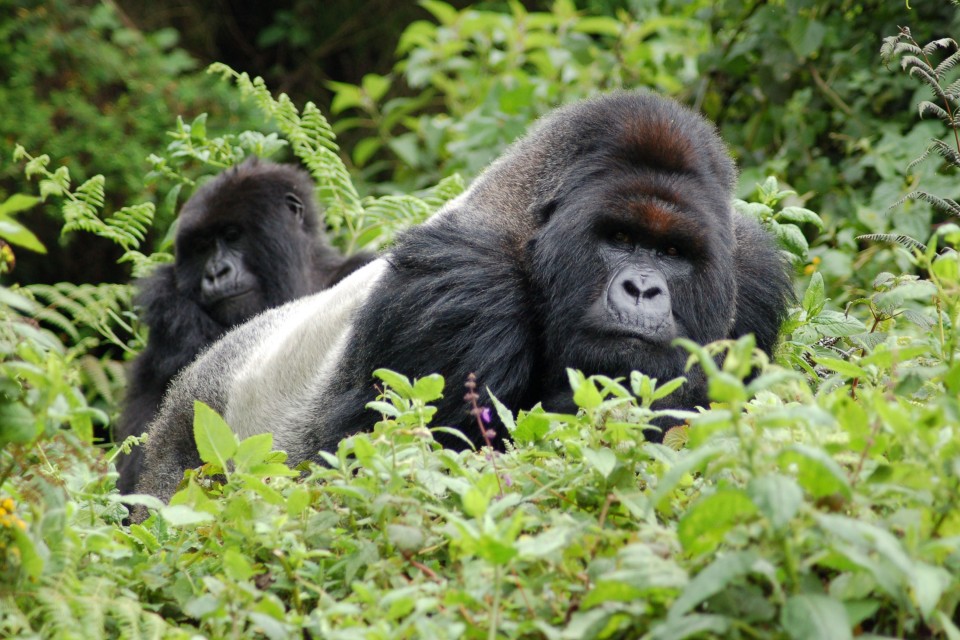 Chimpanzee Trekking in Rwanda and Uganda: A Primate Lover’s Dream
