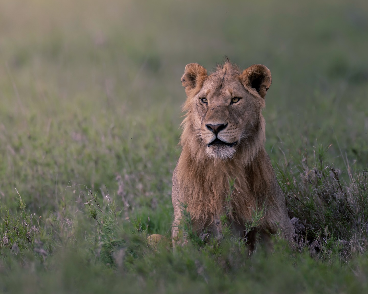 Serengeti National Park