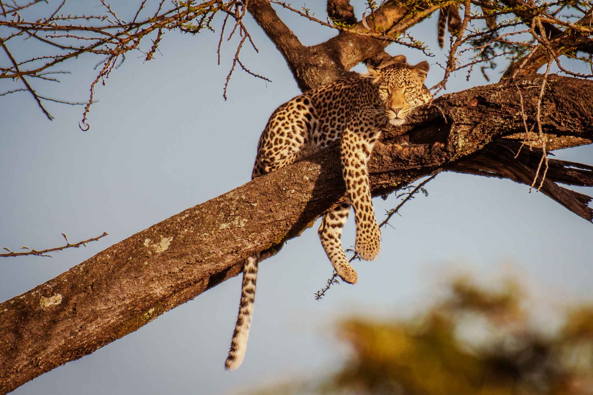 Kenya’s Wild Wonders: A Safari Through Nature’s Masterpiece