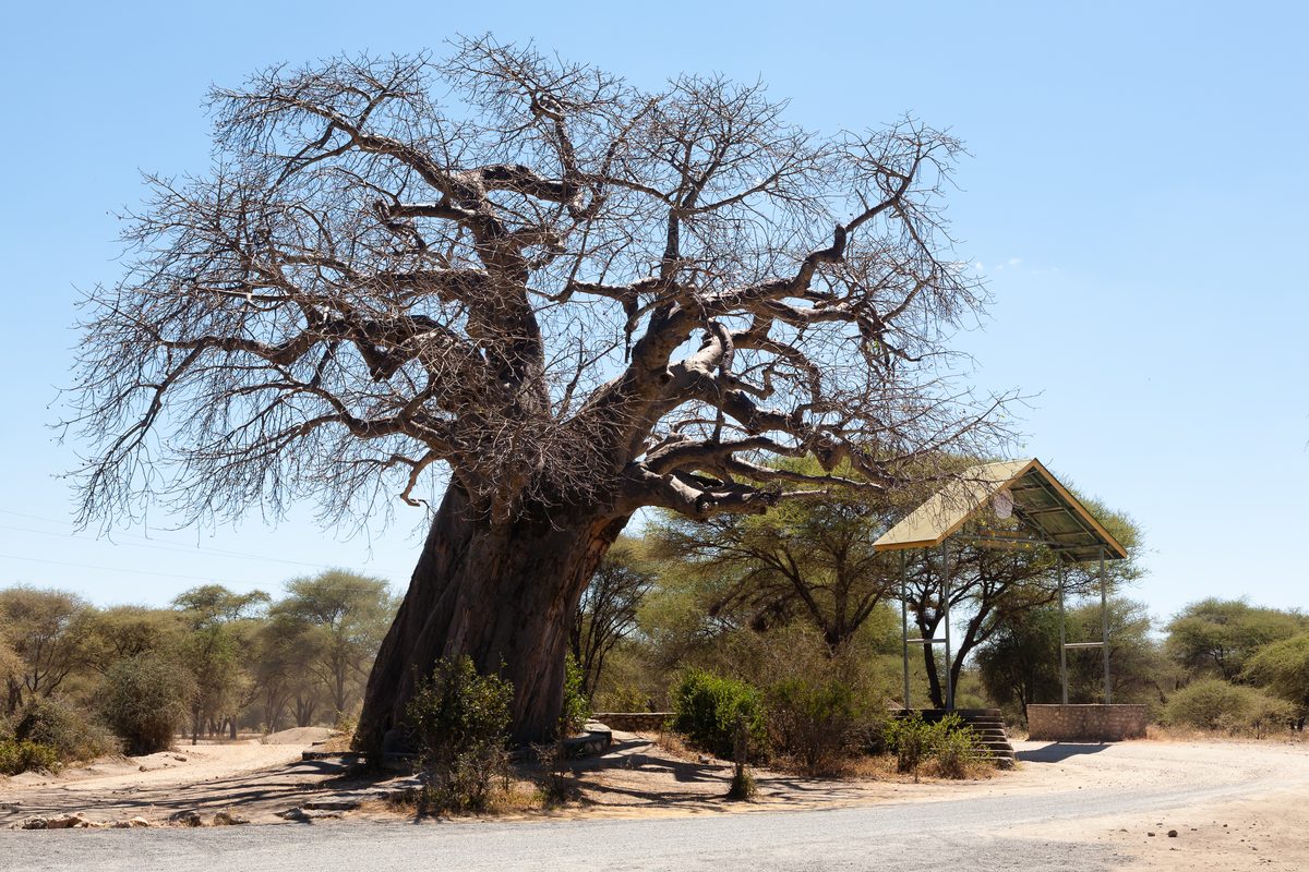 Tarangire National Park