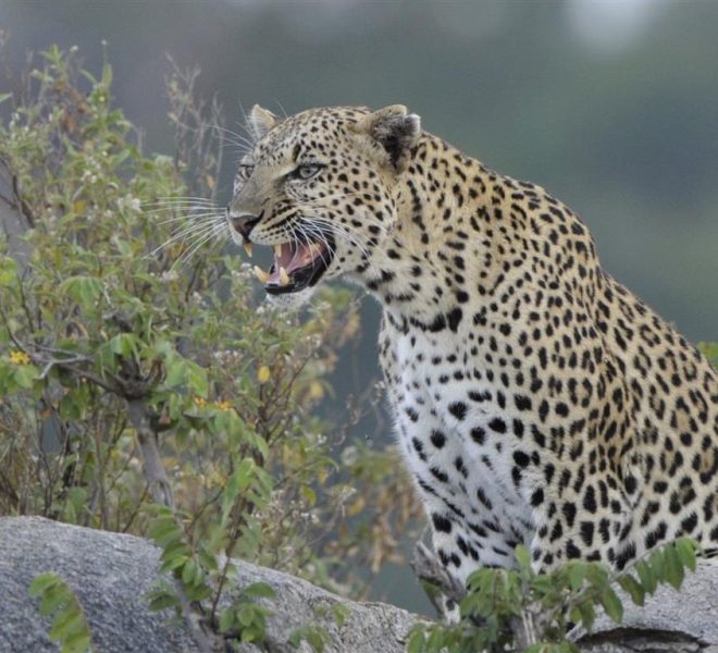 Serengeti-National-Park-1