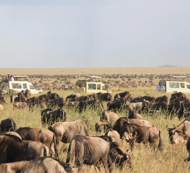 The-Great-Serengeti-Migration-Safari