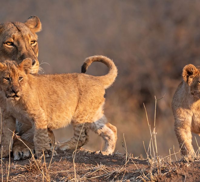 lioness-safaris